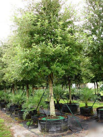 Live oak trees 200 gallon