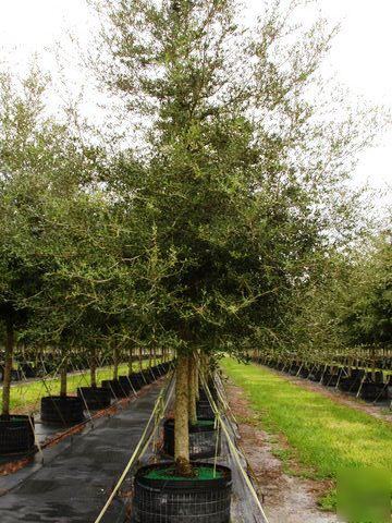 Live oak trees 30 gallon #1