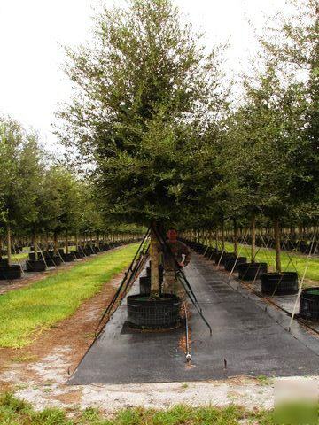 Live oak trees 70 gallon